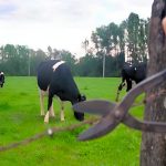 La lucha contra el abigeato se refuerza con nueva modificación legal aprobada por la Cámara de Diputados